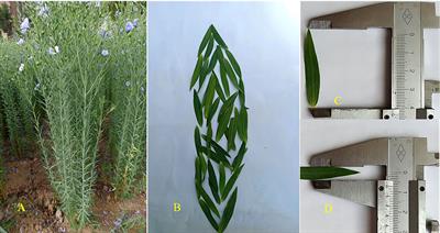 Phosphorus and naphthalene acetic acid increased the seed yield by regulating carbon and nitrogen assimilation of flax